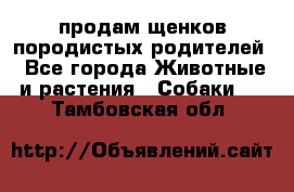 продам щенков породистых родителей - Все города Животные и растения » Собаки   . Тамбовская обл.